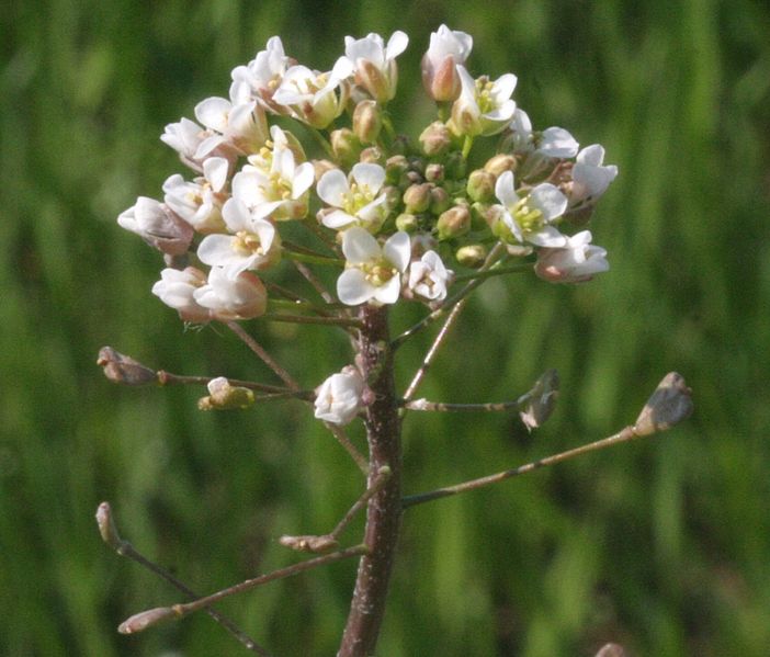 File:Capsella bursa-pastoris ENBLA01.jpg