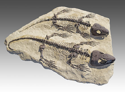 The first reptiles had an anapsid type of skull roof, as seen in the Permian genus Captorhinus