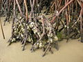 Mangrove osztriga