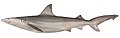 Hvalfanger (Carcharhinus fitzroyensis)