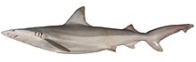 Carcharhinus fitzroyensis csiro-nfc.jpg 