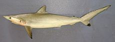 Carcharhinus sorrah karachi.jpg