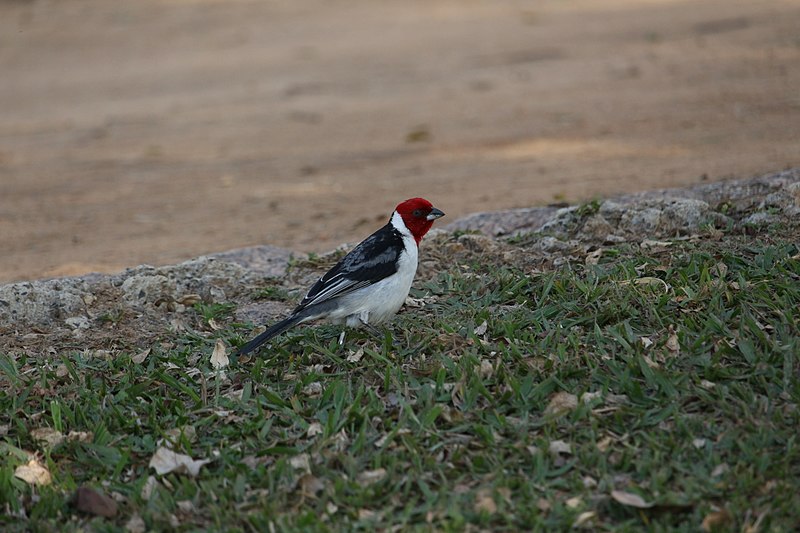 File:Cardeal do nordeste Paroaria dominicana no Pq do Lago Salto SP.jpg