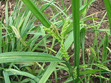 Carex flaccosperma fruiting.JPG