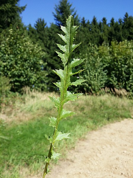 File:Carlina acaulis subsp. acaulis sl16.jpg