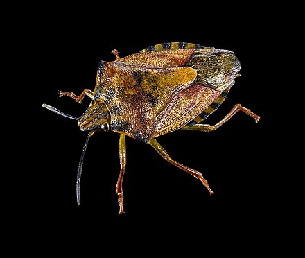 Клоп вонючка. Щитник черноусый. Carpocoris purpureipennis. Клоп щитник черноусый. Щитник черноусый настоящие щитники.