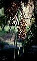 Catasetum longifolium plant