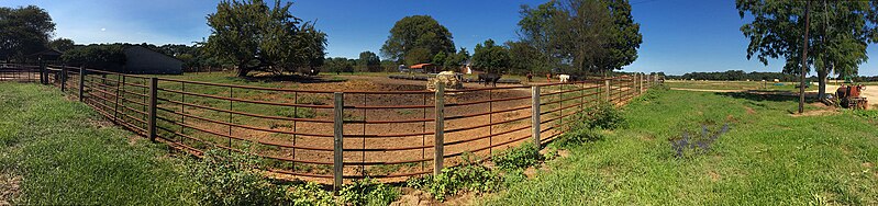 File:Cattle Behind Fence.jpg