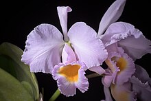 Easter orchid (Cattleya schroederae) Cattleya schroederae (34349388642).jpg