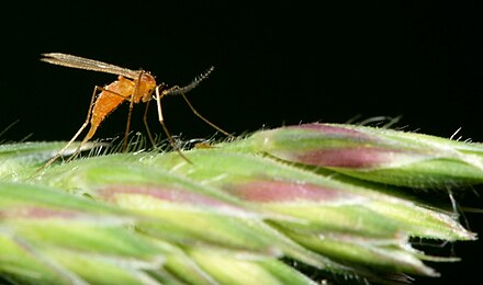 A typical cecidomyiid laying eggs on grass Cecidomyiidae laying eggs.jpg