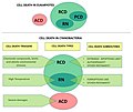 Thumbnail for File:Cell death in eukaryotes and cyanobacteria.jpg