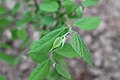 Celtis occidentalis NewGrowth.jpg