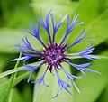 Centaurea montana