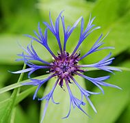 Centaurea montana