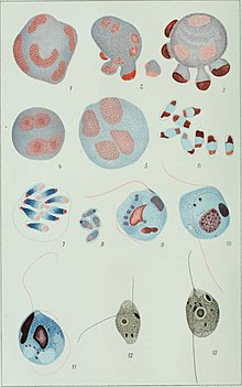 Illustrations in Microbiological Research (1912) Centralblatt fur Bakteriologie, Parasitenkunde und Infektionskrankheiten (1912) (20400006990).jpg