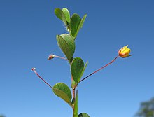Chamaecrista rotundifolia branch1 (9525529757) .jpg