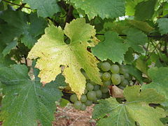 Chardonnay du vignoble du Jura.