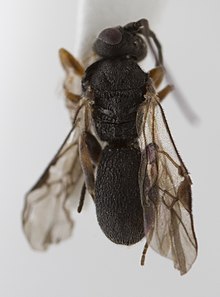 Chelonus sp (16715952537).jpg