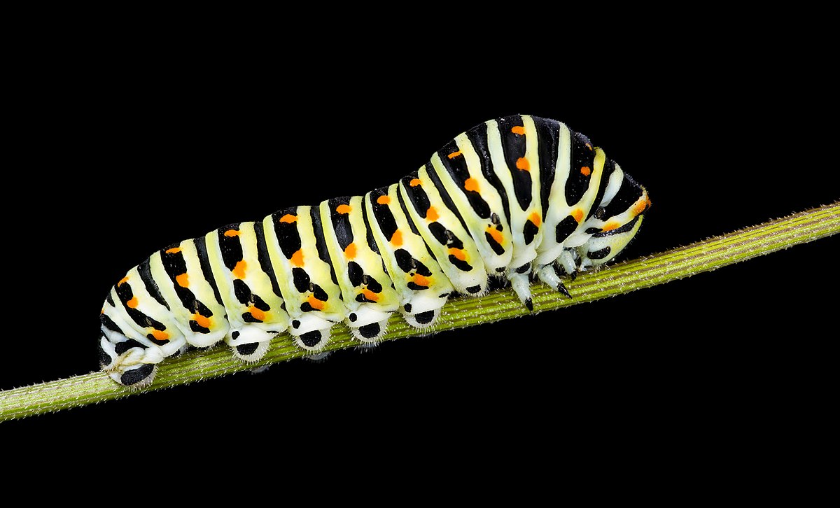 Caterpillar - Wikipedia