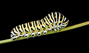 Ritariperhosen toukka