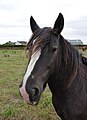 * Nomination: Head of a horse in Plougrescant (Côtes-d'Armor, France). --Gzen92 07:50, 27 August 2024 (UTC) * * Review needed