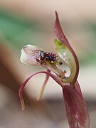 Chiloglottis sylvestris