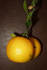 Vorschaubild für Chinotto (Frucht)