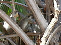 Grüne Meerkatzen Green Monkey