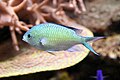 Chromis viridis 2011.jpg