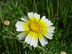 Chrysanthemum coronarium var. discolob.JPG