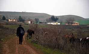 Un paysan et son bétail à Cirêfê