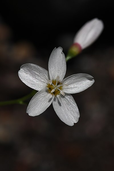 File:Claytonia cordifolia 1006.JPG