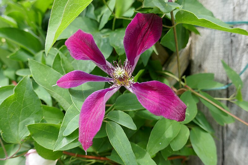 File:Clematis 'Gravetye Beauty' 01.jpg