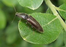 In broad-leaved forest, on sallow leaf Click Beetle Athous haemorrhoidalis on Sallow leaf.JPG