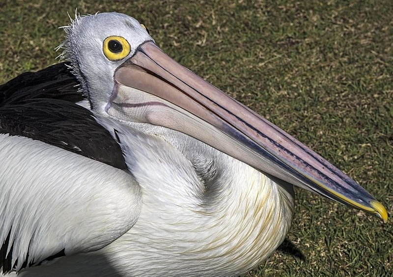 File:Clontarf Pelican waiting for food-1 (7635972282).jpg