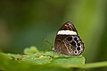 * Nomination: Lethe verma (Kollar, 1844) - Straight-banded Treebrown. By User:Sourabh.biswas003 --Atudu 07:51, 9 July 2024 (UTC) * Review  Comment Not so bad but noisy. --Sebring12Hrs 16:39, 17 July 2024 (UTC)