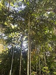 State Tree of Papua New Guinea