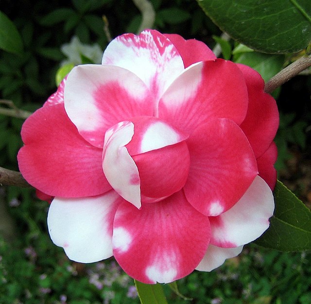 Co-dominance in a Camellia cultivar
