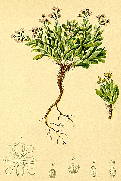 File:Cochlearia officinalis Atlas Alpenflora.jpg