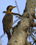 Thumbnail for File:Colaptes campestris-2.jpg