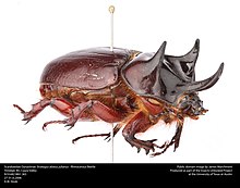 Coléoptères Scarabaedae Dynastinae Strategus Aloeus Julianus - Scarabée rhinocéros (24274369714) .jpg