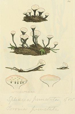 Poronia punctata, illustration from James Sowerby's Colored Figures of English Fungi or Mushrooms