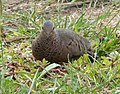Common Ground Dove. Columbina passerina - Flickr - gailhampshire (1).jpg