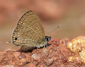 Common Lineblue (Prosotas nora) in Anantgiri, AP W IMG 8820.jpg