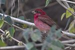 Thumbnail for Common rosefinch