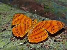 Обыкновенный малый оранжевый Mapwing (Chersonesia rahria) (15435503770) .jpg