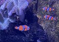 Three common clownfish, with fluorescent effect from blue lighting.