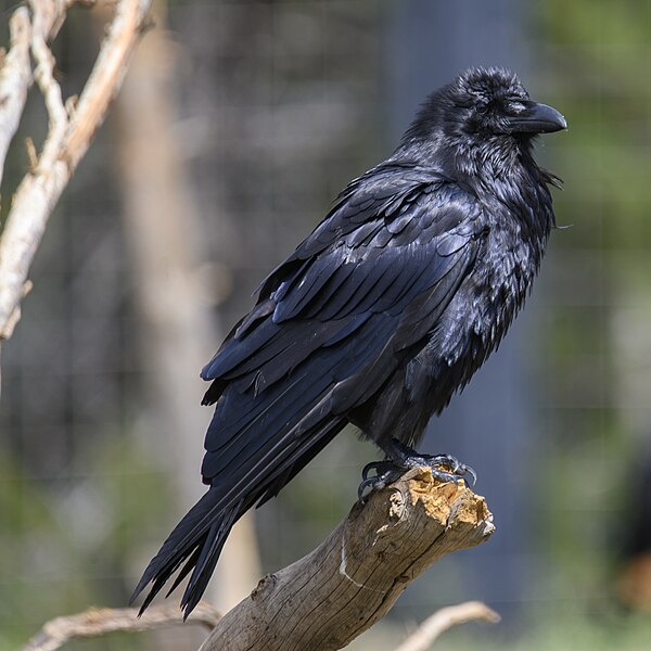 File:Common raven grizzly and wolf discovery center 7.24.23 DSC 7853.jpg