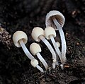 Thumbnail for Coprinellus disseminatus