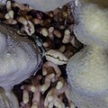 * Nomination: Coral (Palythoa tuberculosa), Red Sea, Egypt --Poco a poco 07:44, 11 August 2023 (UTC) * * Review needed